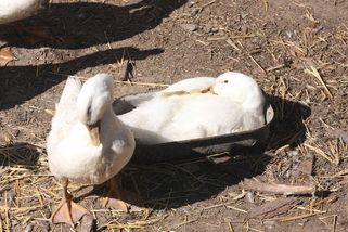 Fena na Svitavsku utekla a ve vsi zakousla desítky kusů drůbeže - Novinky